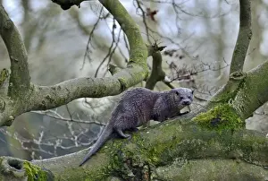European Otter (Eurasian River Otter) Lutra lutra climbing tree on River Thet, Thetford