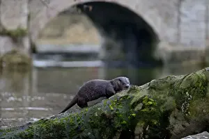 European Otter (Eurasian River Otter) Lutra lutra climbing tree on River Thet, Thetford