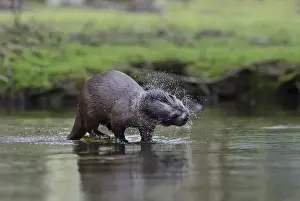 European Otter (Eurasian River Otter) Lutra lutra on River Thet, Thetford, Norfolk