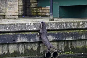 European Otter (Eurasian River Otter) Lutra lutra on River Thet, in Thetford twn centre