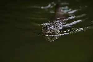 : European Otter (Eurasian River Otter) Lutra lutra on River Thet, Thetford, Norfolk