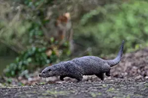 : European Otter (Eurasian River Otter) Lutra lutra on River Thet, Thetford, Norfolk