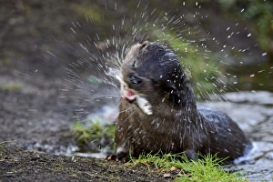 European Otter Lutra lutra with fish (Dace) on River Thet, Thetford Norfolk March European Otter Lutra lutra with fish (Dace) on River Thet, Thetford Norfolk March