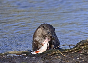 European Otter Lutra lutra with a large fish (Roach) on River Thet at Thetford Norfolk European Otter Lutra lutra with a large fish (Roach) on River Thet at Thetford Norfolk
