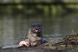 European Otter Lutra lutra with a large fish (Roach) on River Thet at Thetford Norfolk