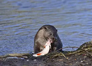 River Prints: European Otter Lutra lutra with a large fish (Roach) on River Thet at Thetford Norfolk