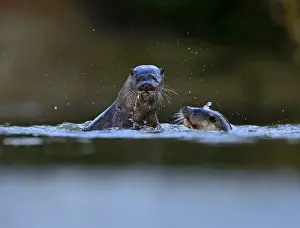 European Otter Lutra lutra young adults around 1 year old play fighting on River Thet