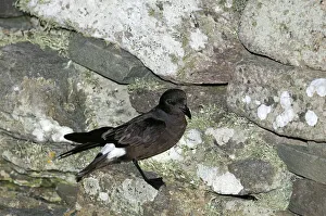 European Storm Petrel Hydrobates pelagicus at nest site on Mousa Broch Mousa Shetland European Storm Petrel Hydrobates pelagicus at nest site on Mousa Broch Mousa Shetland