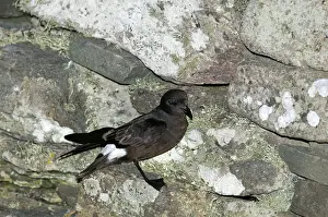 Trending: European Storm Petrel Hydrobates pelagicus at nest site on Mousa Broch Mousa Shetland