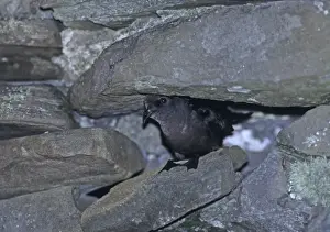 Images Dated 2008: European Storm Petrel Hydrobates pelagicus peering from entrance to nest cavity in