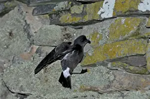 Shetland Prints: European Storm Petrel Hydrobates pelagicus on wall of Mousa Broch on Mousa Shetland