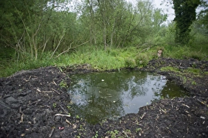Wildlife Prints: Excavated Pond in Ferry Wood Norfolk