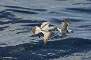 Fairy prion (Pachyptila turtur) feeding over Kaikoura canyon off South Island New Zealand