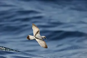 New Zealand Prints: Fairy prion (Pachyptila turtur) feeding over Kaikoura canyon off South Island New Zealand
