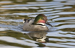 Male Prints: Falcated Duck Anas falcata male captive