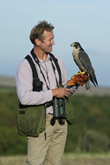 Falconer andy Hollidge with Peregrine Falcon at British Falconers Club International Falconer andy Hollidge with Peregrine Falcon at British Falconers Club International