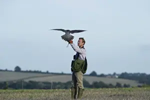 Falconer andy Hollidge with Peregrine Falcon at British Falconers Club International
