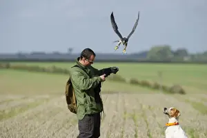 Falcon Prints: Falconer Stephen Lea with Peregrine & Pointer at 2010 British Falconers Club International