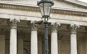 Wildlife Prints: Falconers Harris Hawk being used to clear pigeons in Trafalgar Square London