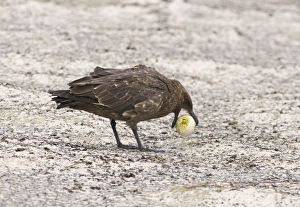 Falkland (Brown) Skua Catharacta antarctica stealing egg from Gentoo Penguins Sea Falkland (Brown) Skua Catharacta antarctica stealing egg from Gentoo Penguins Sea