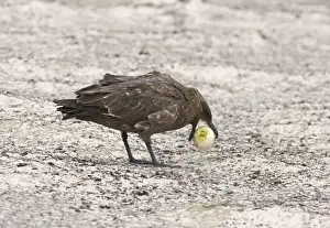 Falklands Prints: Falkland (Brown) Skua Catharacta antarctica stealing egg from Gentoo Penguins Sea