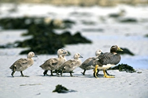 Falkland Steamer Duck, Tachyeres brachypterus, female, leading chicks down to the sea Falkland Steamer Duck, Tachyeres brachypterus, female, leading chicks down to the sea