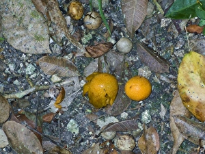 Fallen fruits from the Ramon tree Brosimium alicatrum Tikal Guatemala Fallen fruits from the Ramon tree Brosimium alicatrum Tikal Guatemala