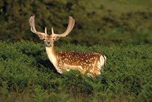 Fallow Deer Cervus dama buck Kent autumn