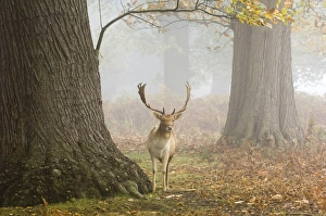Fallow Deer, Cervus dama, UK autumn