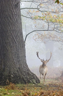 Fallow Deer Cervus dama buck Kent autumn