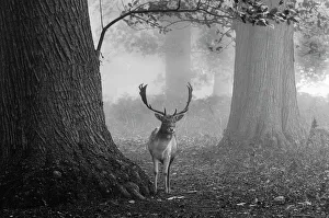 Fallow Deer Cervus dama buck Kent autumn