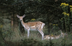 Deer Prints: Fallow deer Cervus dama does Kent summer UK