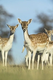 Deer Prints: Fallow Deer Cervus dama does Kent UK