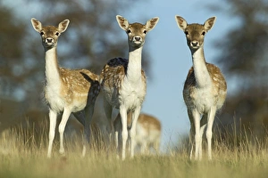 Fallow Deer Cervus dama does Kent UK