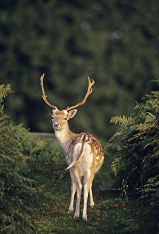 Fallow Deer, Cervus dama, UK autumn