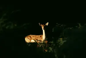 Fallow Deer, Dama dama, doe peering from forest clearing, autumn, New Forest, Hampshire