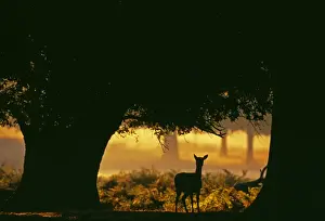 Dawn Prints: Fallow Deer, Dama dama, doe silhouetted along forest track at dawn, autumn, New Forest