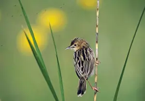 Warbler Prints: Fan-tailed Warbler Cisticola juncidis Lesbos Greece spring