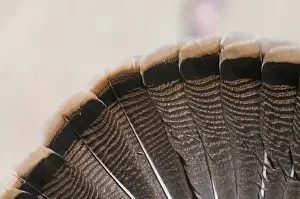 Courtship Prints: Fanned tail of Wild Turkey Meleagris gallopavo Nebraska USA April