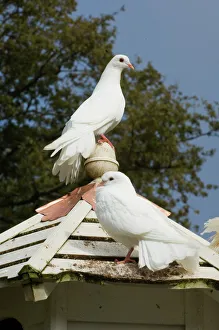 Fantail Doves in Dovecote Cornwall