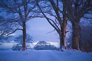 Trees Prints: Farm track and Beech Trees in the snow near Gretna Scotland December