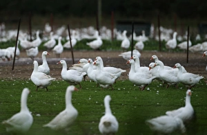 Geese Prints: Farmed geese for Christmas market Norfolk autumn