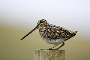 Faroese Snipe (Gallinago gallinago) Shetland summer