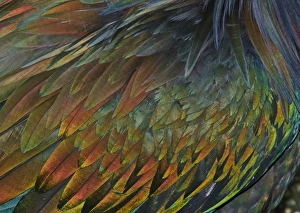 Feather detail of Nicobar Pigeon (Caloenas nicobarica)