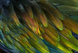 Feathers Prints: Feather detail of Nicobar Pigeon (Caloenas nicobarica)