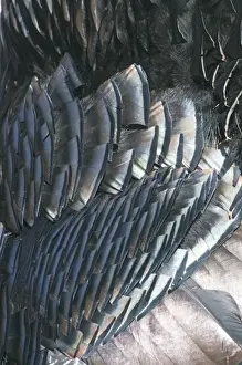 Turkey Prints: Feather detail of Wild Turkey Meleagris gallopavo Nebraska USA April