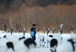 Feeding time at Akan Crane centre - among Japanese Cranes Grus japonensis Akan Hokkaido