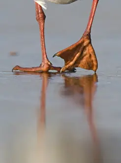 Feet of Black-headed Gull Larus ridibundus on ice winter Norfolk