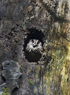 Feline Owlet-Nightjar Aegotheles insignis Tari Southern Highlands Papua New Guinea Feline Owlet-Nightjar Aegotheles insignis Tari Southern Highlands Papua New Guinea