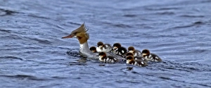 Care Prints: female Goosander transporting chicks on back